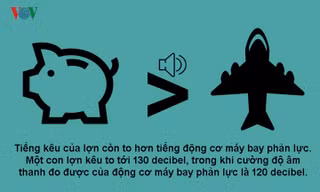 Năm Kỷ Hợi 2019 khám phá 10 sự thật bất ngờ về loài heo
