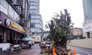 Đánh chuyển hàng cây xanh trên phố Trần Hưng Đạo, sưa đỏ quý hiếm chờ di dời