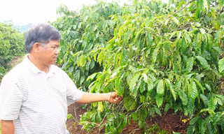 Ve sầu hoành hành cà phê