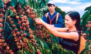 Sau cổ phần hóa, Công ty Cà phê Gia Lai nợ 9 tỷ đồng tiền thuế
