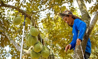 Một hộ dân có vườn sầu riêng sắp vào vụ thu hoạch 