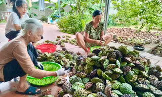 Kiếm tiền triệu nhờ thu hoạch hạt sen cuối vụ 