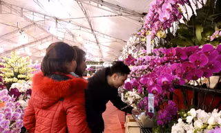 Chưa Tết lan hồ điệp đã ‘hạ nhiệt’