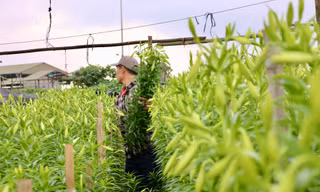 Người trồng hoa loa kèn tất bật vào vụ