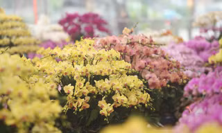 Lan hồ điệp rời phố ngàn hoa về Thủ đô 'đón' Tết 