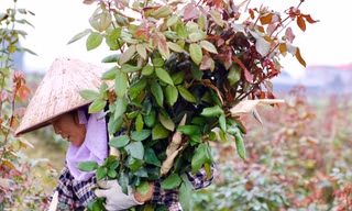 Vựa hoa lớn nhất Hà Nội trước ngày 8/3