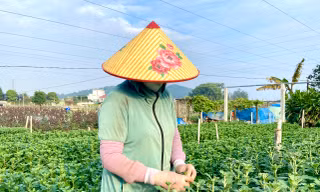 Thủ phủ hoa lớn nhất xứ Thanh: Người làm vườn trông chờ vụ Tết để 'gỡ vốn'