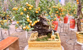 Hà Nội xuất hiện quất dát vàng 