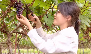 Lạc lối trong vườn nho trĩu quả ngay gần Hà Nội