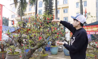 Đào cổ 'vương giả' Tây Bắc về Hà Nội giá trăm triệu đồng