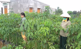 Vườn ươm cà phê của lính trẻ Trung đoàn 720 Ảnh: QS