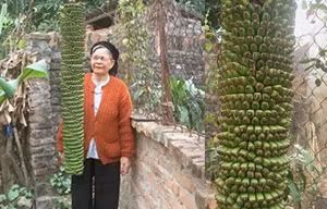 Kỳ lạ cây chuối cho ra 200 nải ở Bắc Ninh