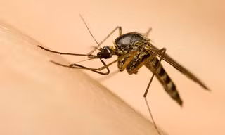 TPHCM: Zika xuất hiện tại 3 quận huyện mới