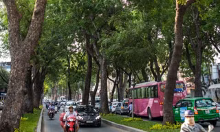 TPHCM di dời 14 cây xanh trên đường Tôn Đức Thắng để xây metro