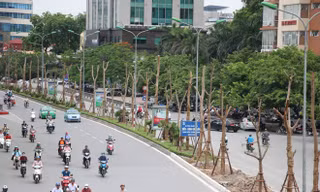 Hà Nội nói về việc trồng phượng trên nhiều tuyến phố