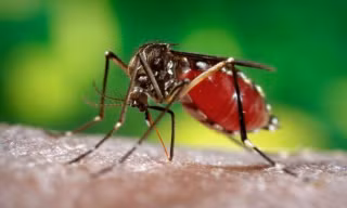 TPHCM có thêm 5 trường hợp nhiễm Zika mới