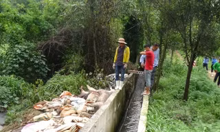 Hàng trăm xác heo chết được công ty Việt Phước vứt ra môi trường.
