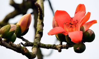 Hà Nội sáng nhiều mây, trưa chiều giảm mây có nắng