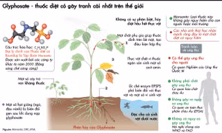 [ĐỒ HỌA] Thuốc diệt cỏ Glyphosate gây ung thư?