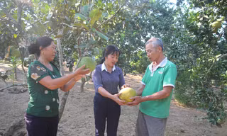 Bí quyết đưa bưởi Múc ra khỏi Lào Cai, giúp người dân phát triển kinh tế