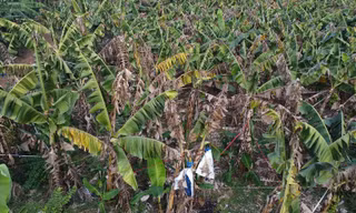 Mới nhất vụ 10 ha chuối ở Đồng Nai khô héo, hư hỏng nghi do phân bón