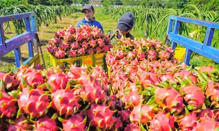 Bình Thuận nói gì về thông tin Trung Quốc phát hiện SARS-CoV-2 trên bao bì thanh long?