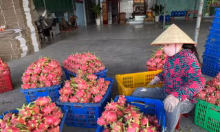 Thanh long Bình Thuận, mận Sơn La là mặt hàng chiến lược 