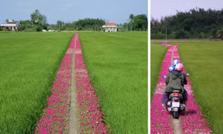 Tim Gen Z "bỗng hẫng một nhịp" trên con đường hoa mười giờ đẹp như mơ tại miền Tây