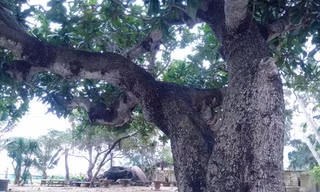 Thăm các cụ bàng 'cổ quái' ở Lý Sơn 