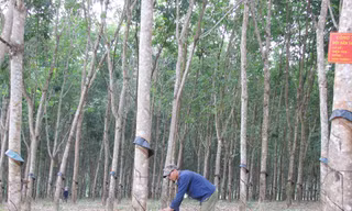 Mô Ray bừng thức