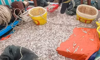 Sau một đêm, chủ tàu đánh bắt được hơn 6 tấn cá cơm, thu 150 triệu đồng 