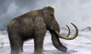 Voi ma mút có thể tái xuất ở vùng Siberia, Nga.
