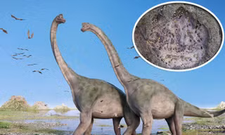 Các nhà khoa học đã tìm thấy 50 dấu chân rất lớn của loài sauropod và theropods.