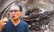 Người Sài Gòn thích thú ăn rắn mối, bò cạp