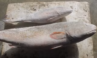 2 con cá nghi là cá sủ vàng, được thương lái trả giá bạc tỷ. Ảnh: Dân Trí.