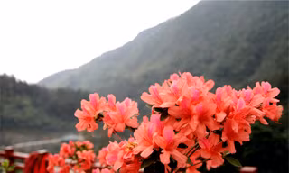 Thiên đường đỗ quyên bên núi Tây Thiên