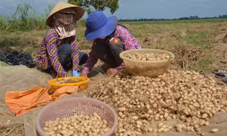 Khoai lùn trồng chơi ăn thiệt