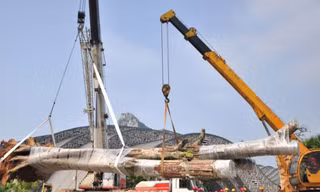 Cây khổng lồ 300 tuổi được trồng lại