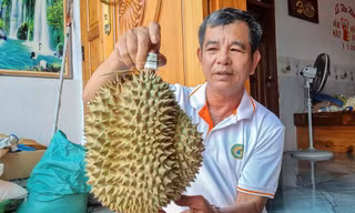 Nông dân 'hái ra tiền' nhờ giá sầu riêng phi mã