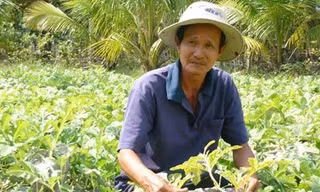 Bưởi, dưa hấu giá 3 triệu đồng
