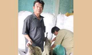 Săn cá nóc gai, nghề độc!