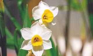 Thủy tiên lưu luyến hương xưa