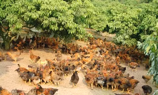 Hà Nội mua gà đồi Yên Thế ăn Tết