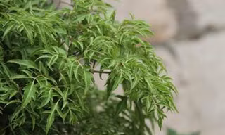 Lá đinh lăng tăng sức đề kháng