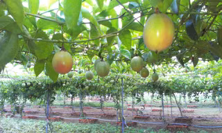 Vườn chanh dây