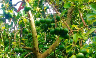 Bơ đem lại lợi nhuận cao cho nhà vườn