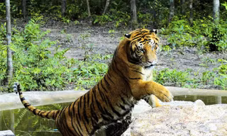 Một cá thể Hổ ở Safari Vinpearl Phú Quốc