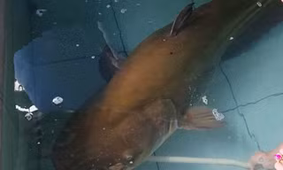 Con cá leo có trọng lượng hơn 80 kg