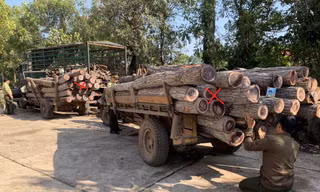 Kiểm lâm huyện Ea Súp đưa 2 xe (dấu x) chở gỗ tang vật về trụ sở