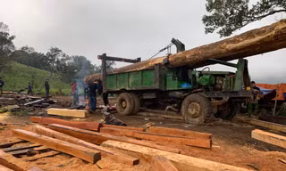 Hiện trường vụ hủy hoại rừng